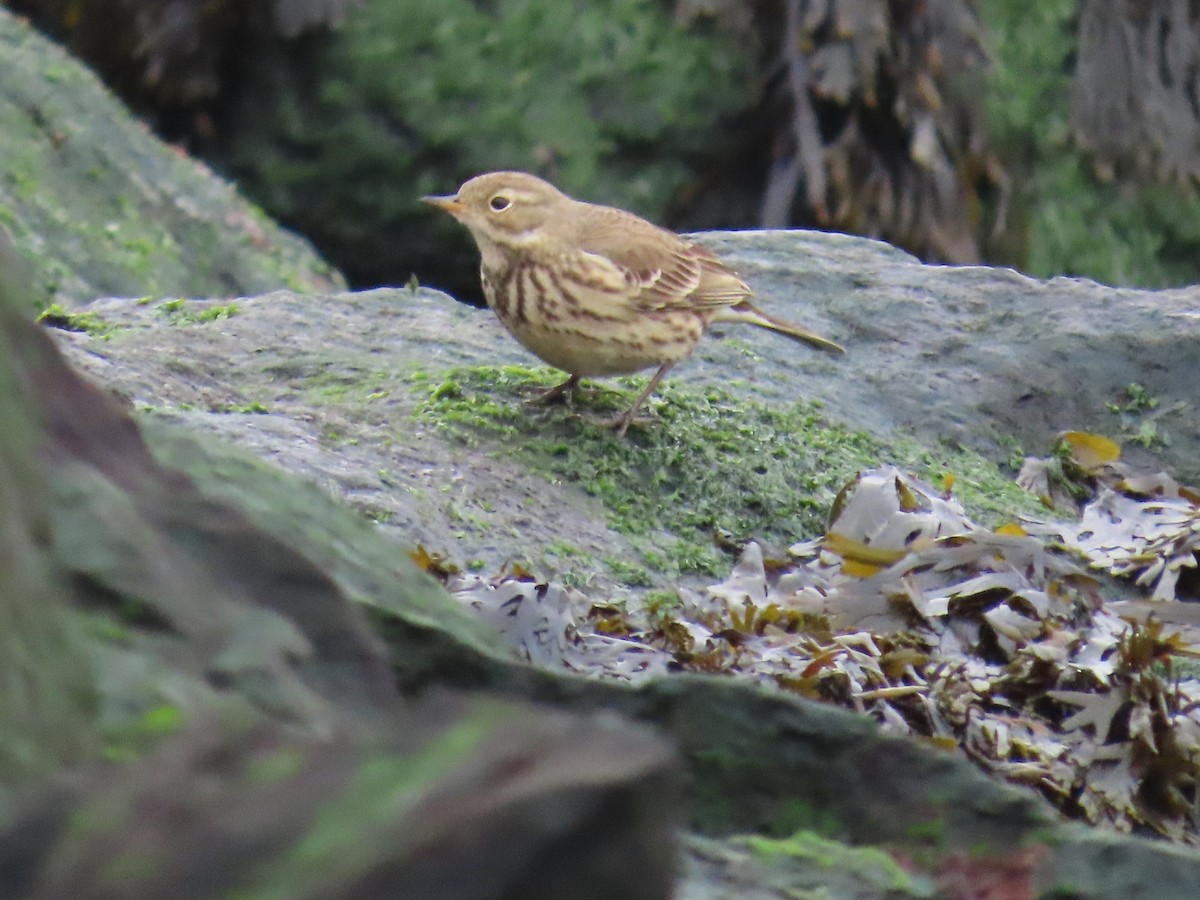 American Pipit - ML647227473