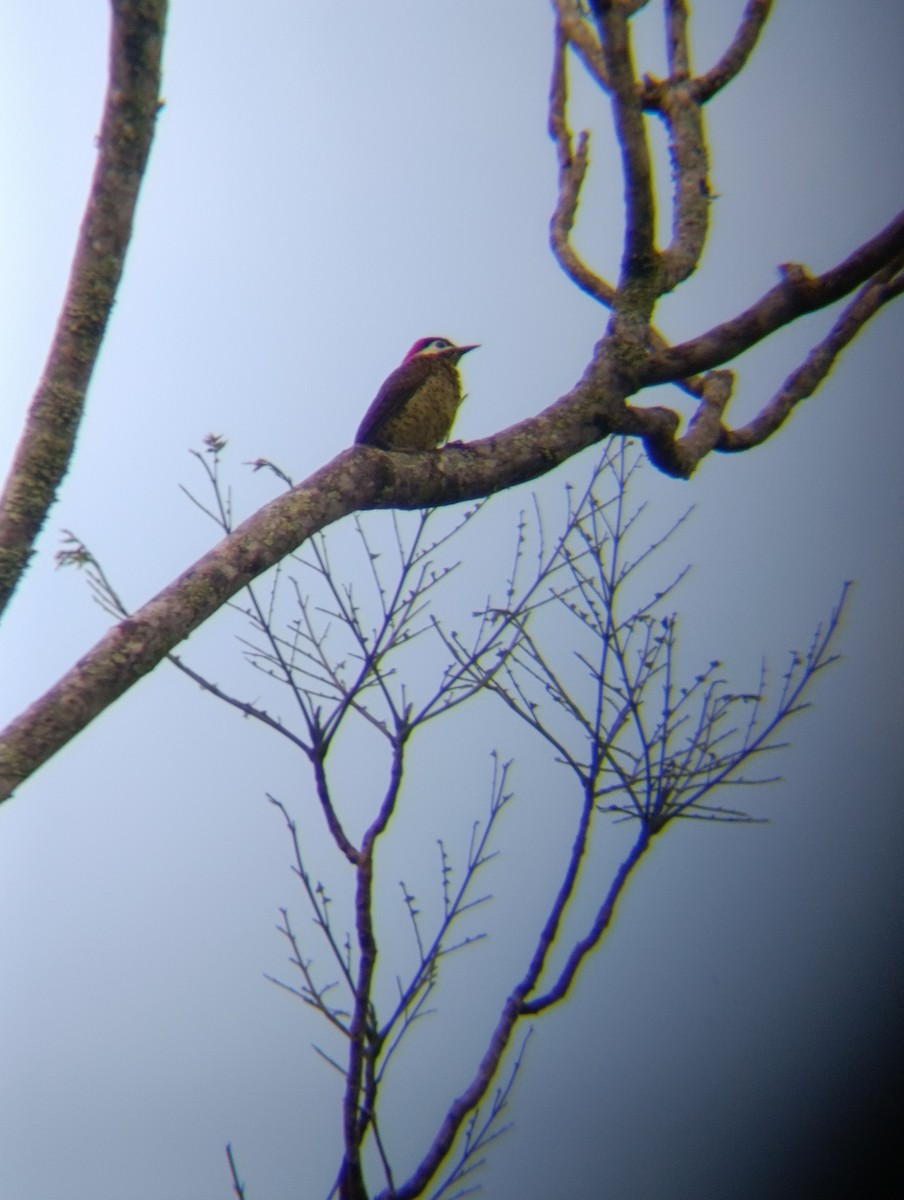 Spot-breasted Woodpecker - ML647227474