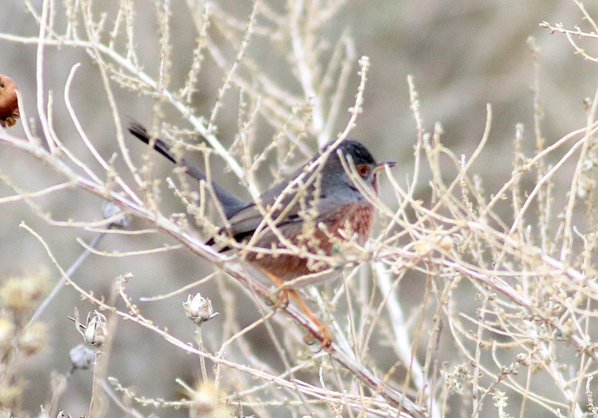 Funda Ötleğeni - ML647227484