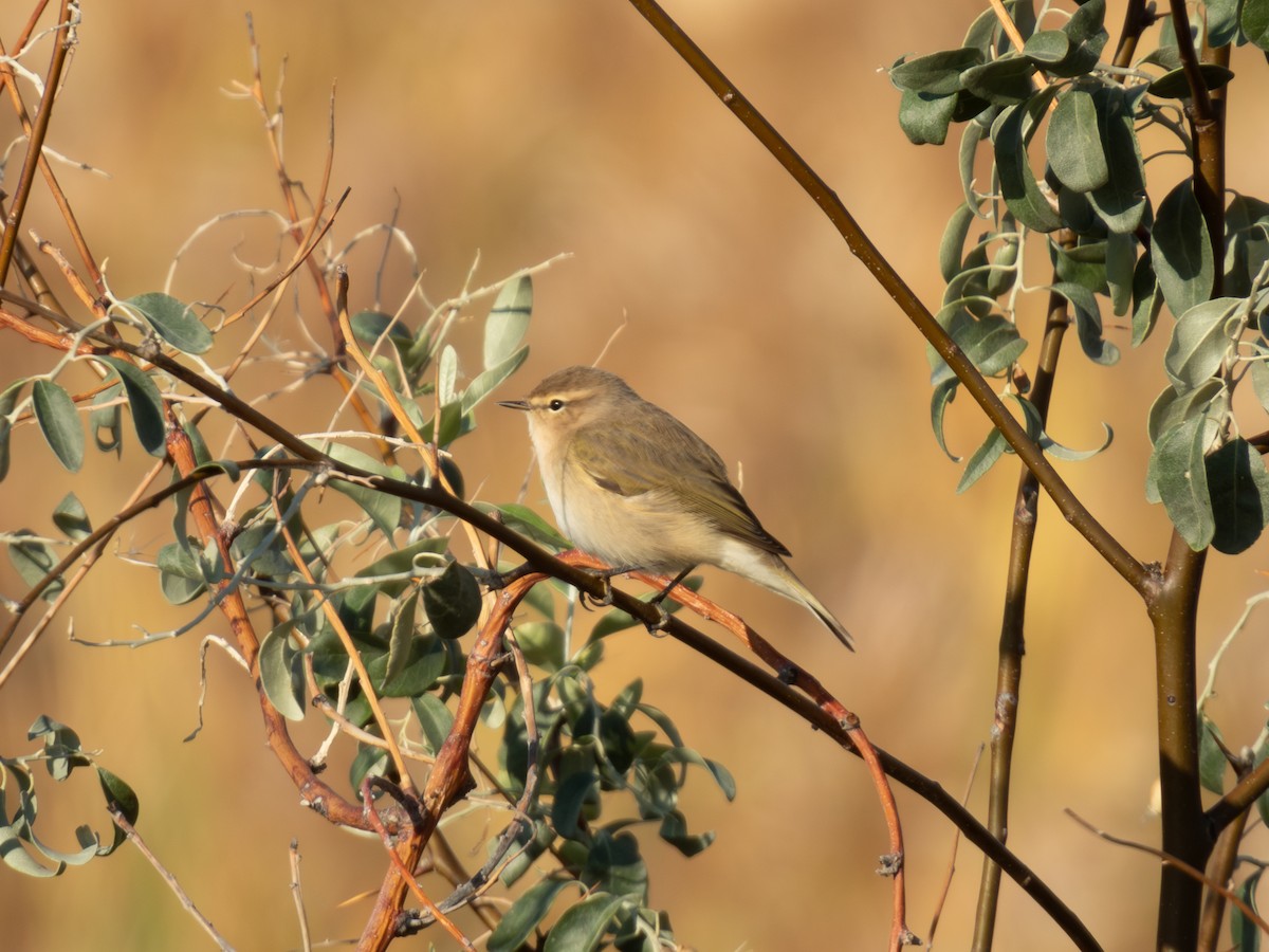 チフチャフ - ML647227490