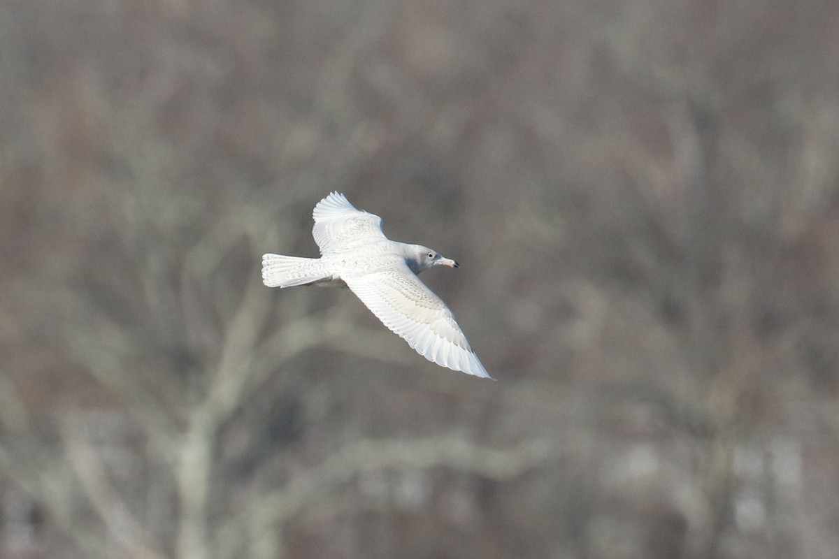 racek šedý - ML647227493