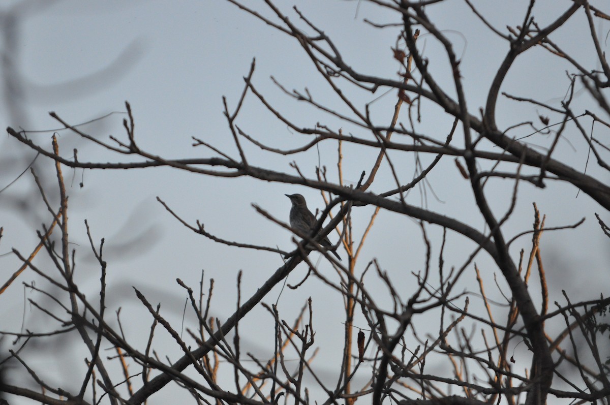 Black-throated Thrush - ML647227498