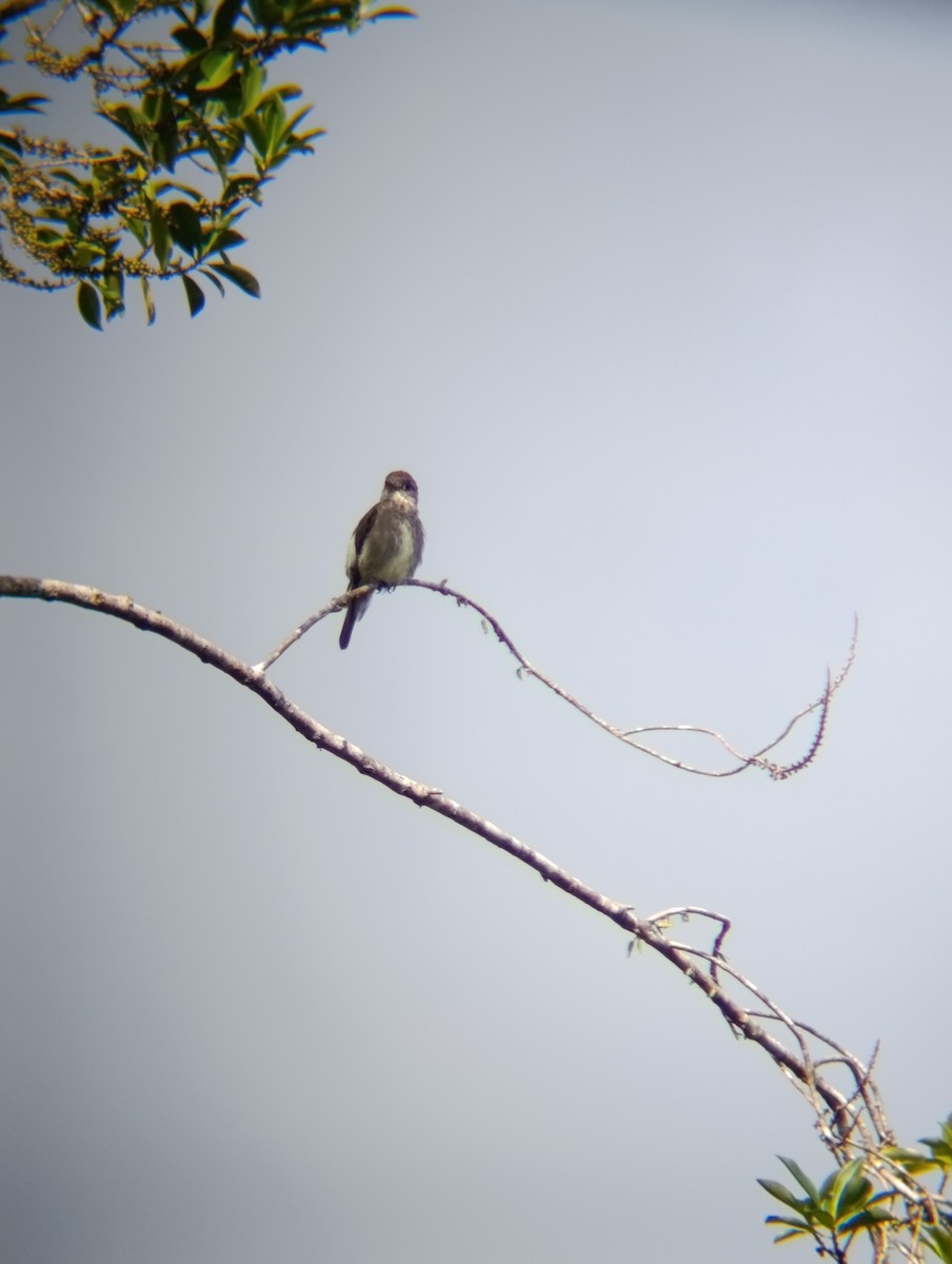 Olive-sided Flycatcher - ML647227499