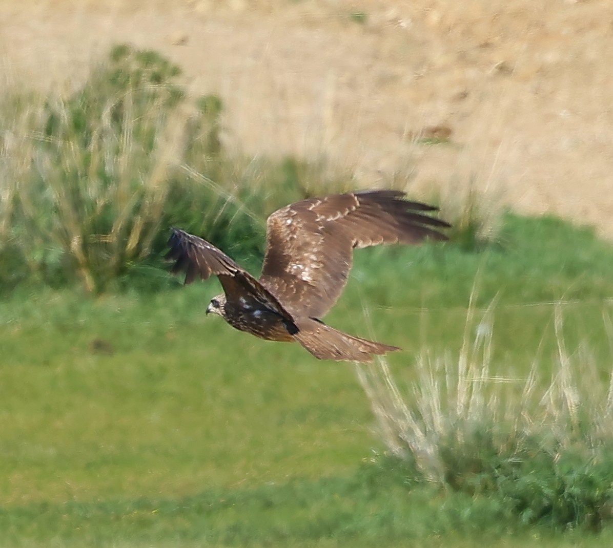 黑鳶(lineatus/formosanus) - ML647227502