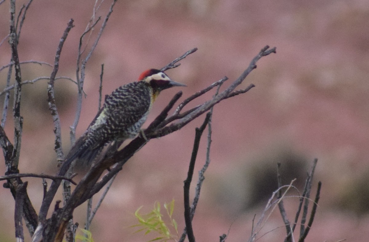 Декол плямистоволий - ML647227506