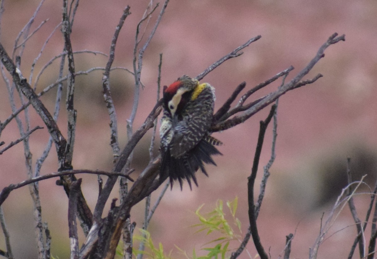 Декол плямистоволий - ML647227507