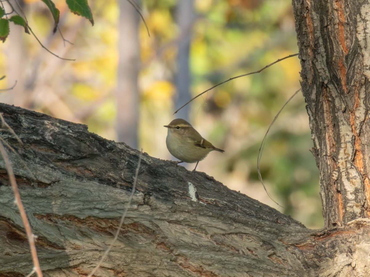 バフマユムシクイ - ML647227516