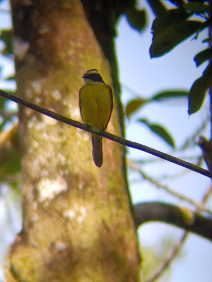 Rusty-margined Flycatcher - ML647227525