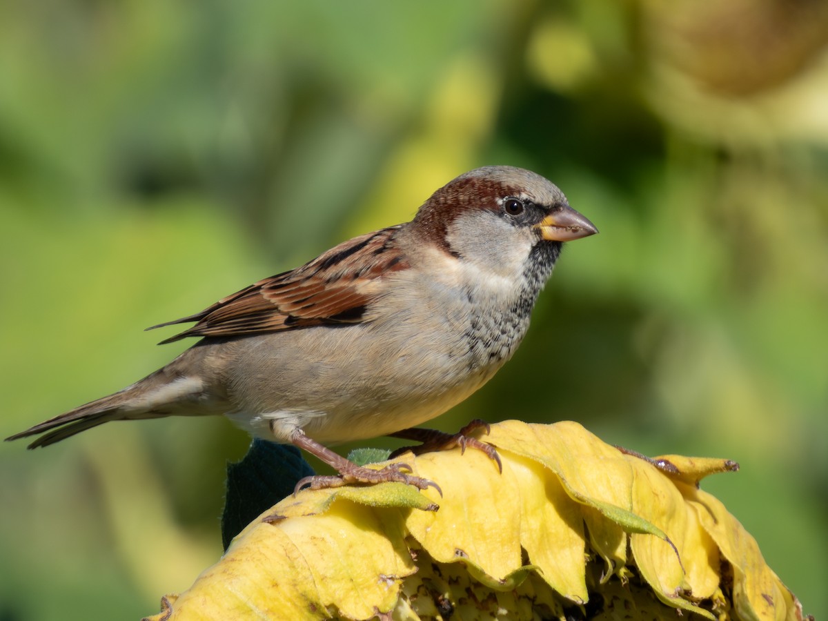 イエスズメ - ML647227531