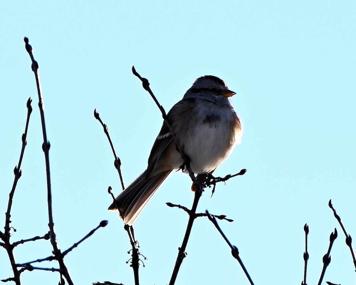 American Tree Sparrow - ML647227549