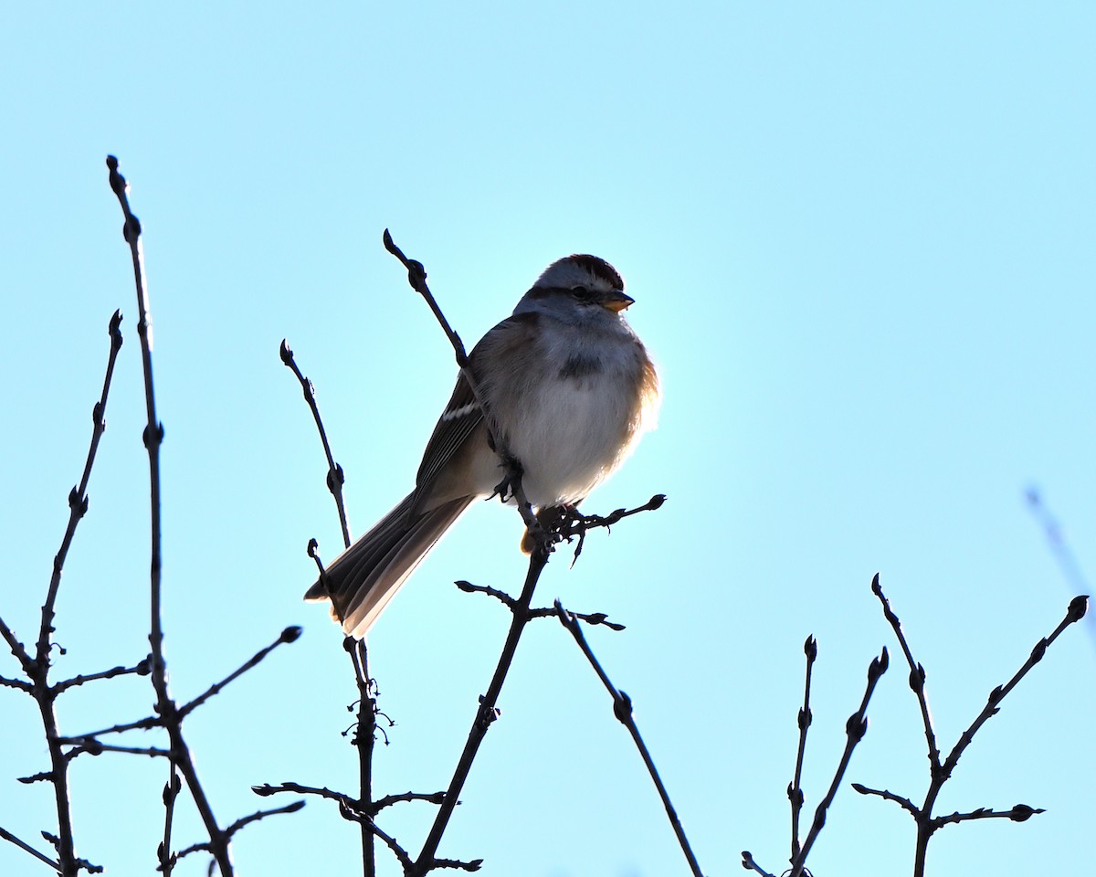 American Tree Sparrow - ML647227550