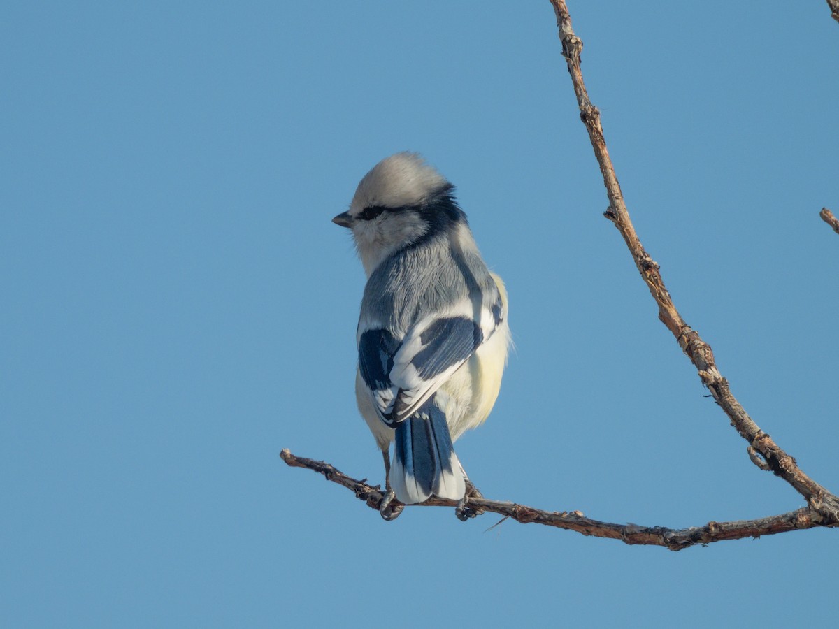 ルリガラ - ML647227561