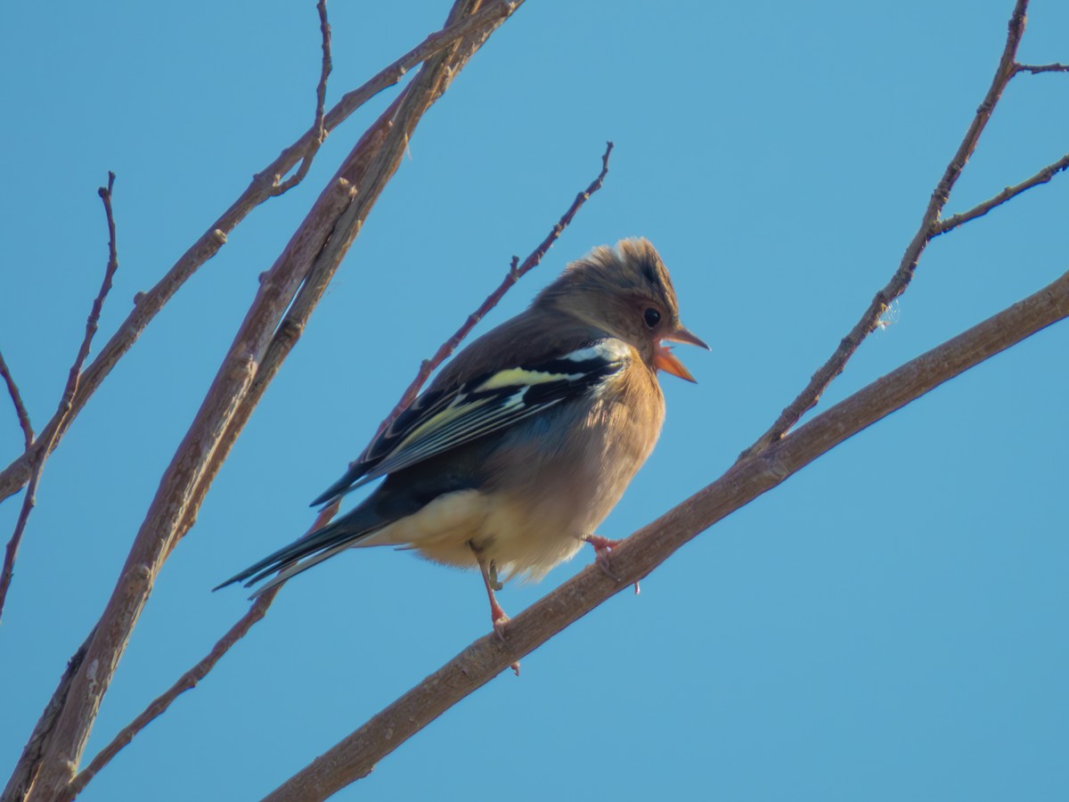 ズアオアトリ - ML647227568