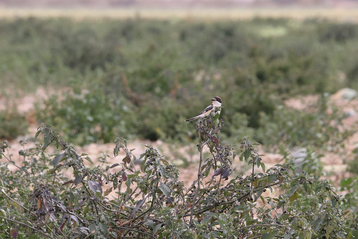 Woodchat Shrike - ML647227571