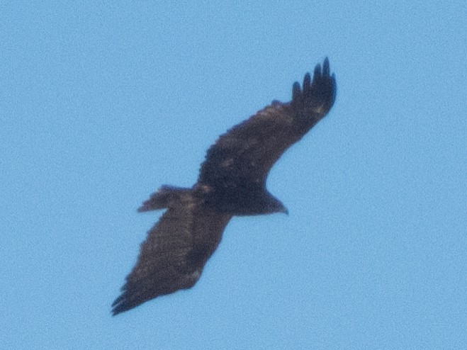 ソウゲンワシ - ML647227576