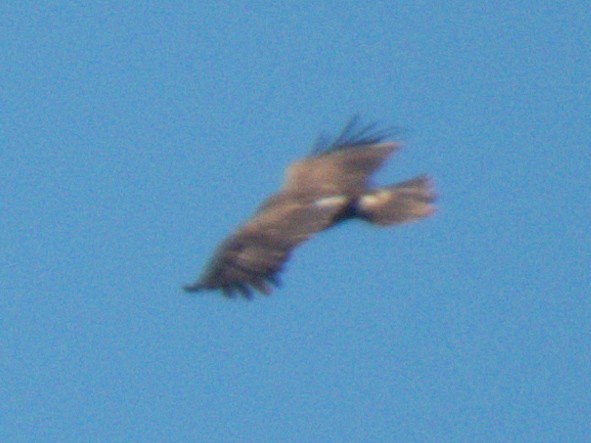 ソウゲンワシ - ML647227577