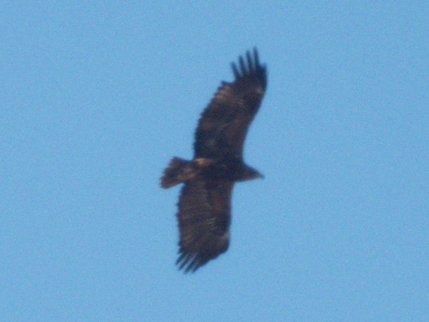 ソウゲンワシ - ML647227579