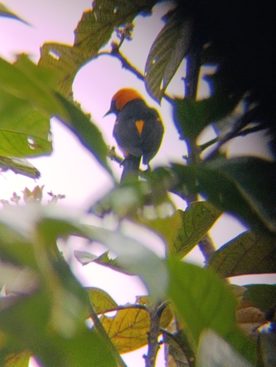 Orange-crowned Oriole - ML647227584