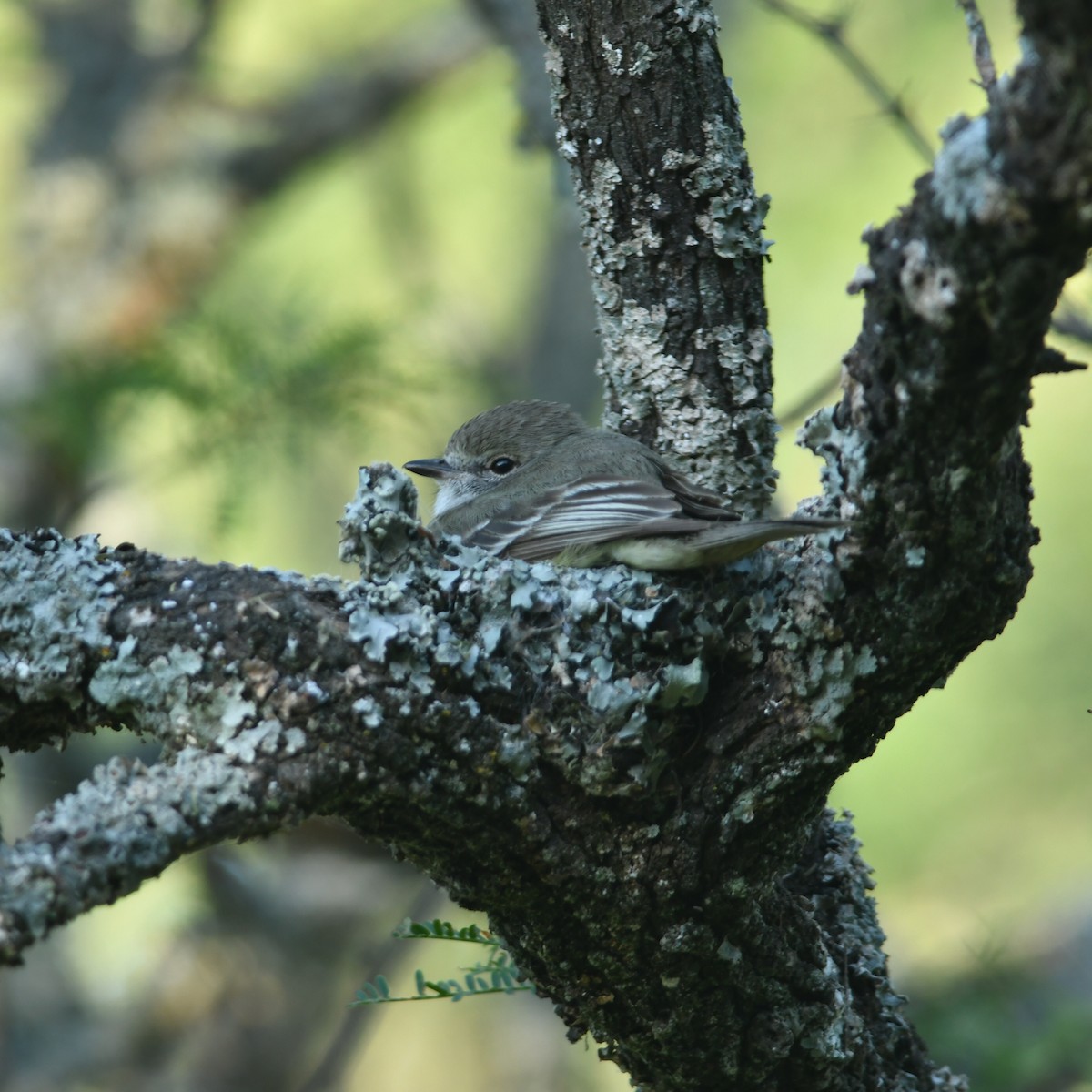 Southern Scrub-Flycatcher - ML647227586