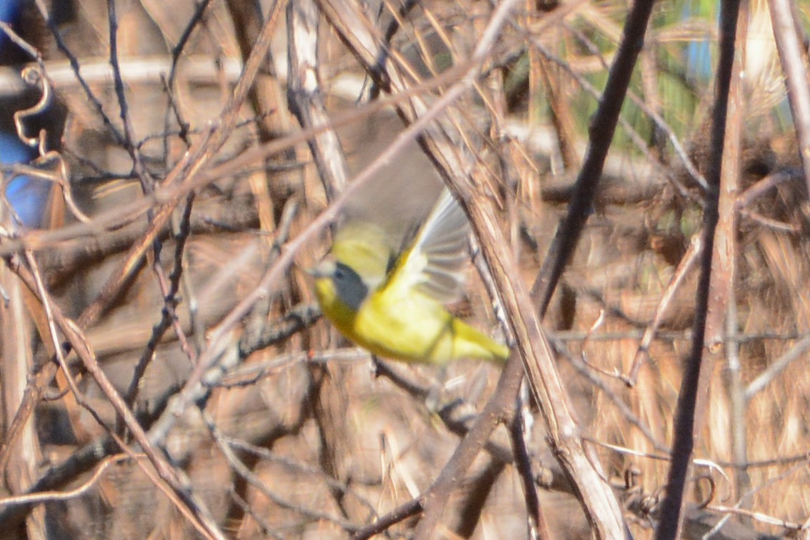 Nashville Warbler - ML647227588