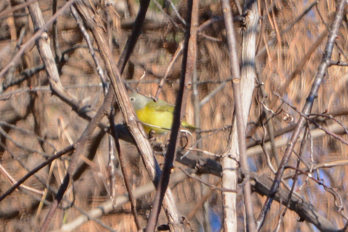 Nashville Warbler - ML647227589