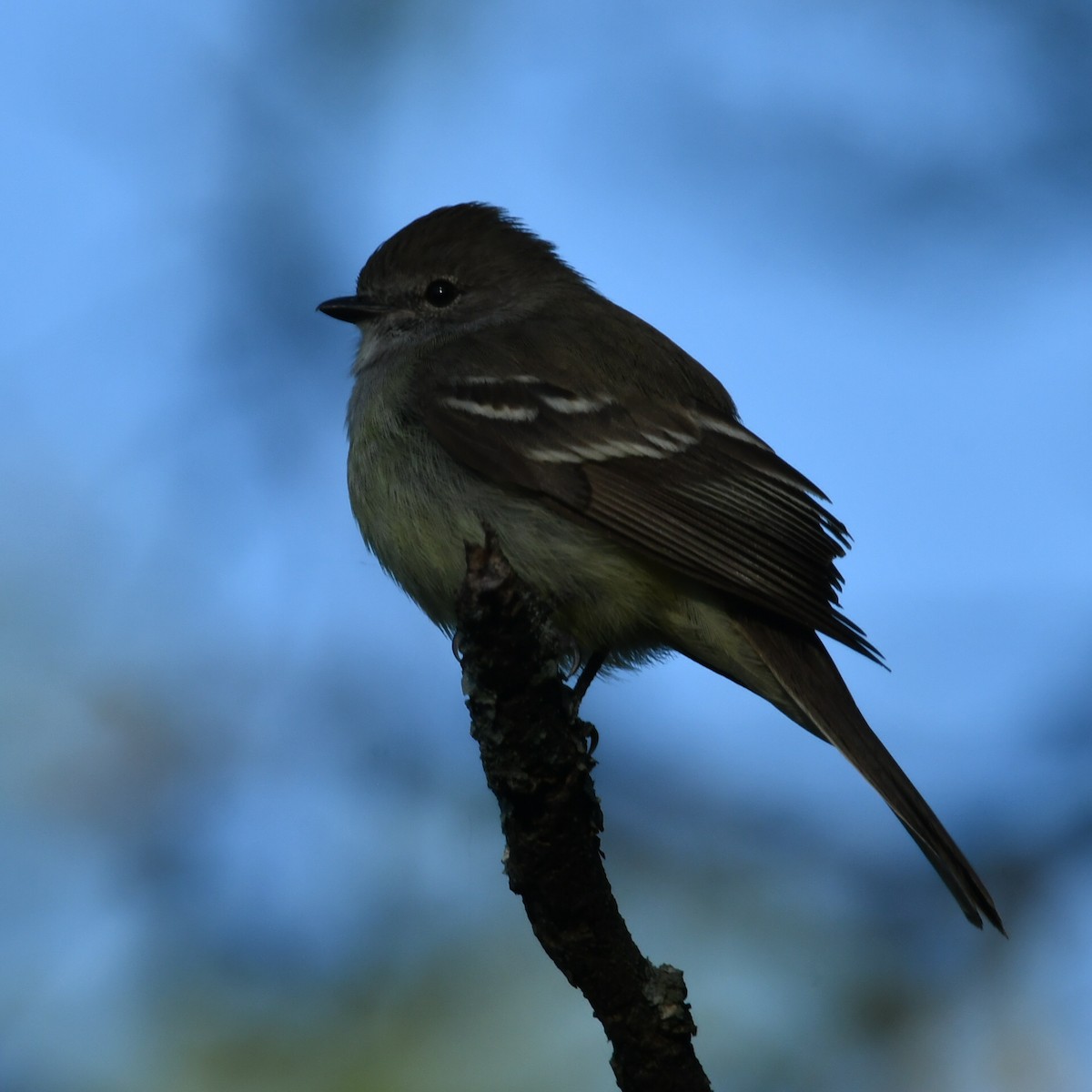 Southern Scrub-Flycatcher - ML647227593