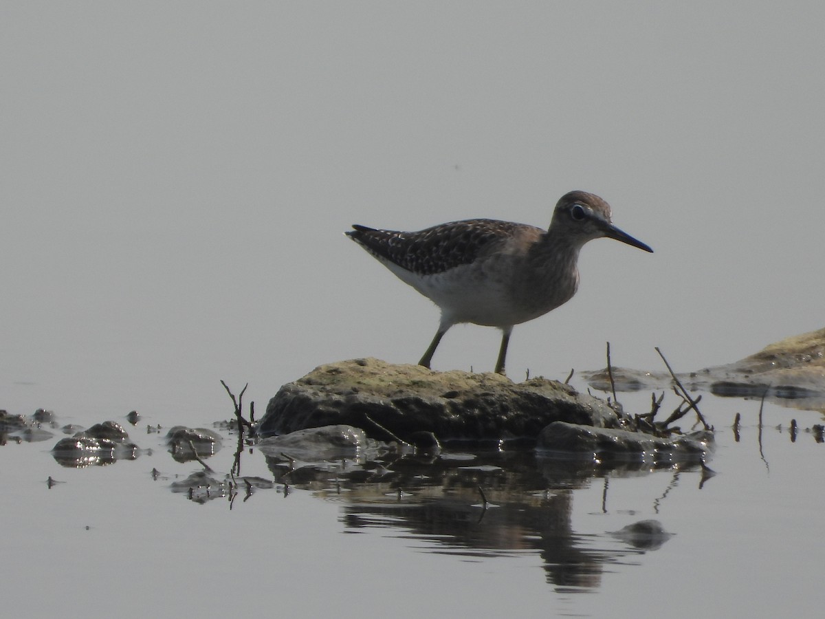 タカブシギ - ML647227600