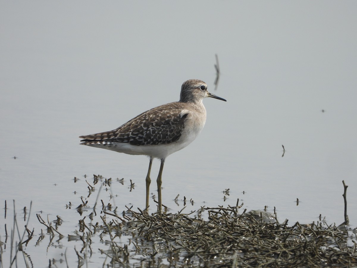 タカブシギ - ML647227601