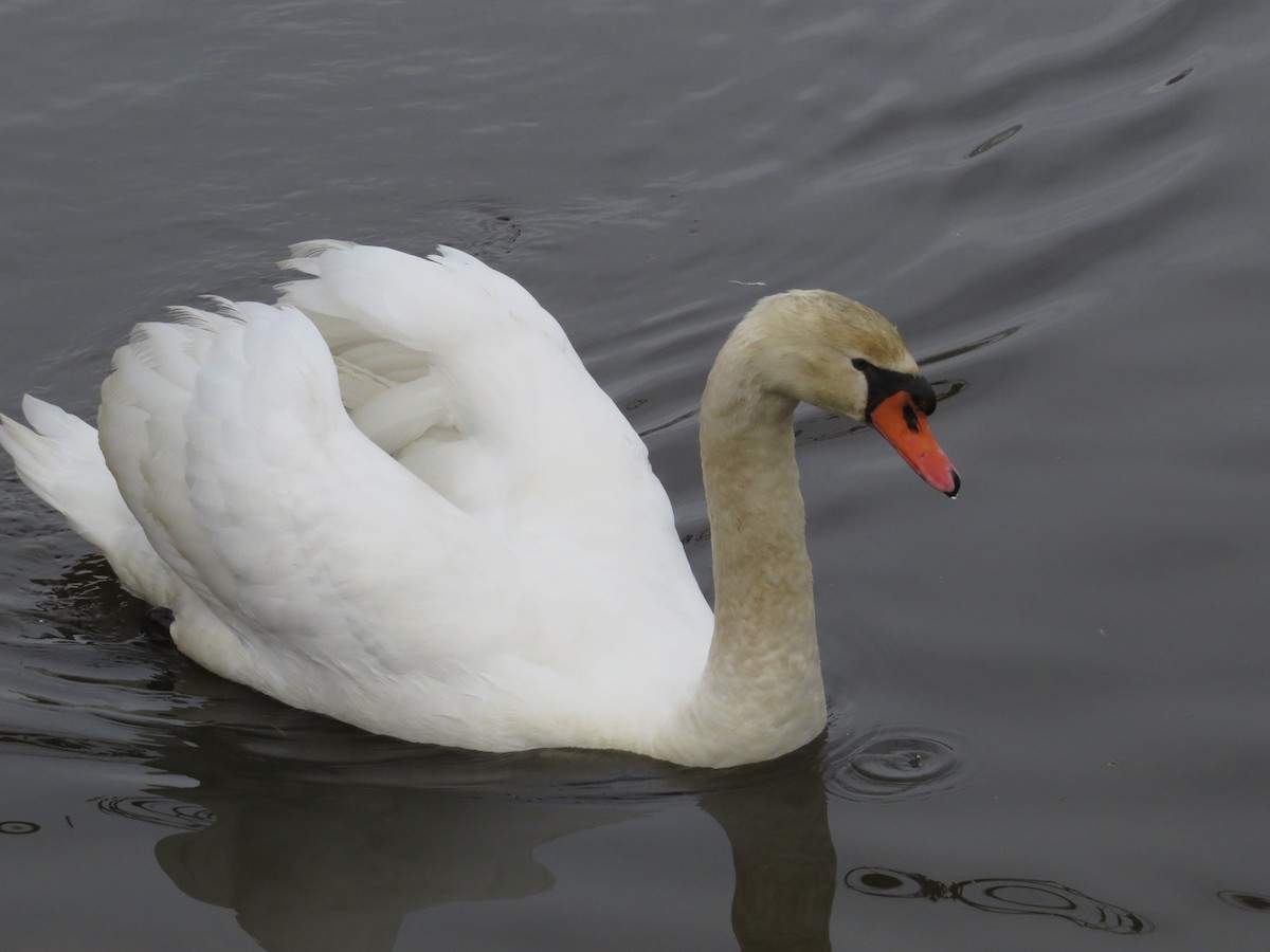 疣鼻天鵝 - ML647227602