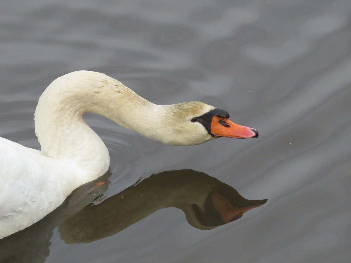 疣鼻天鵝 - ML647227603