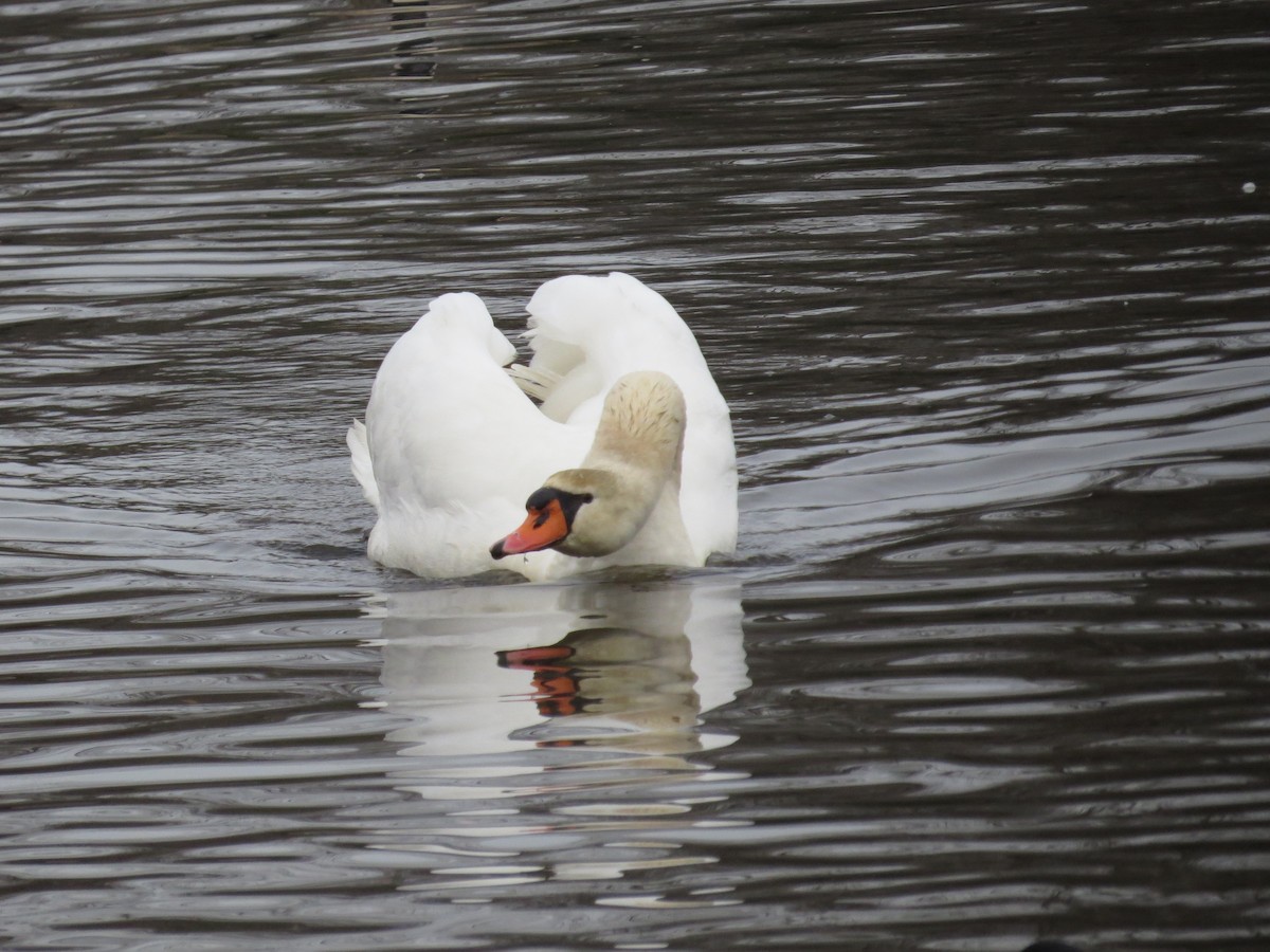 疣鼻天鵝 - ML647227604