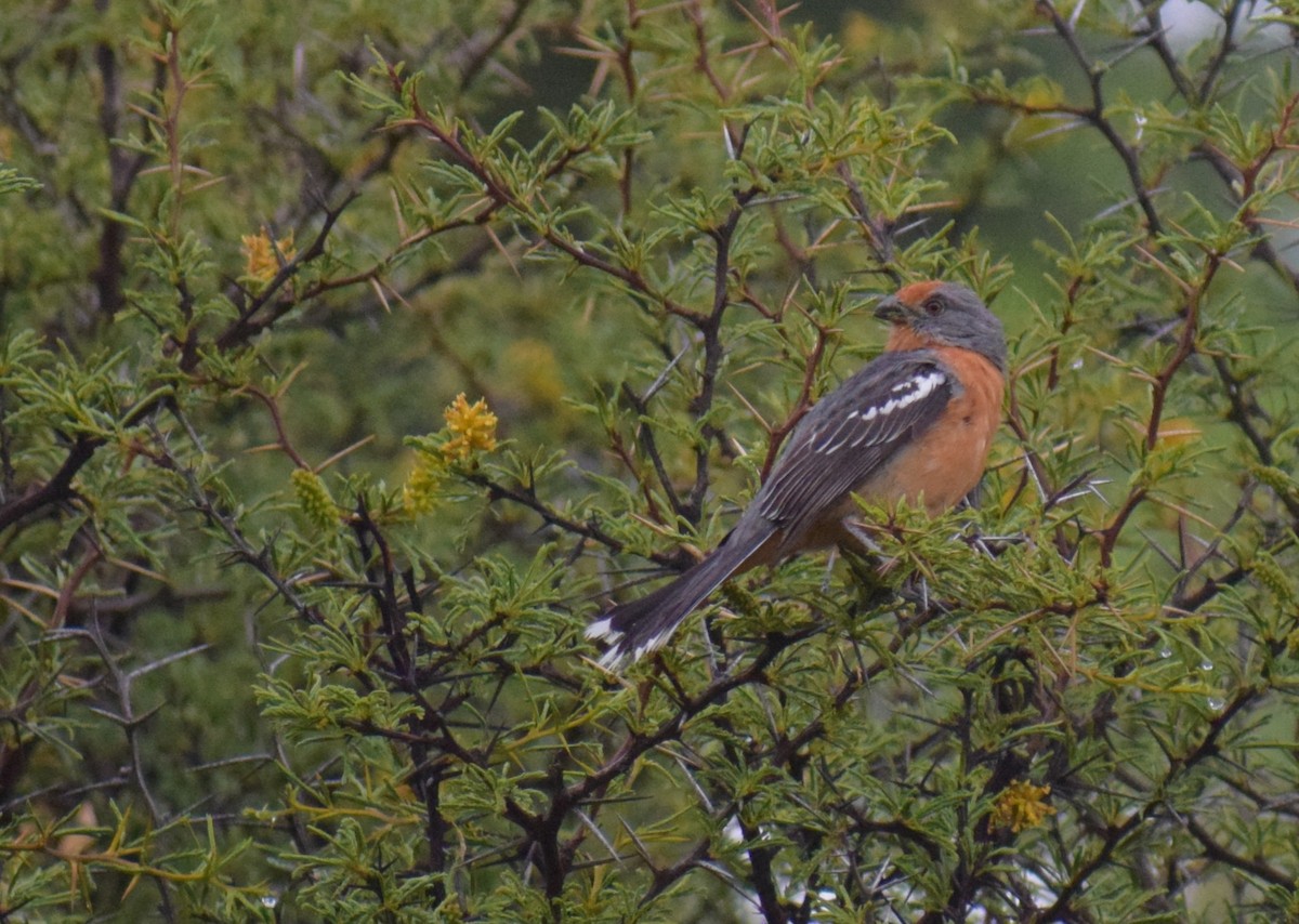 Рара червоновола - ML647227609