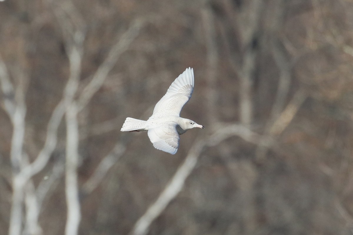 racek šedý - ML647227629