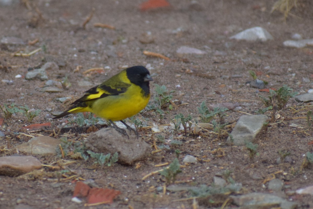 Hooded Siskin - ML647227630