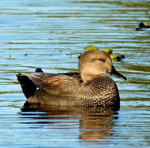 Gadwall - ML647227631