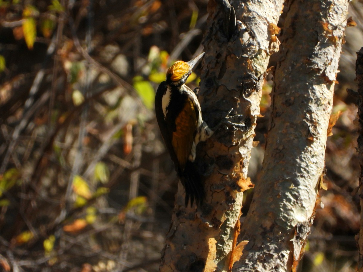 White-naped Woodpecker - ML647227634