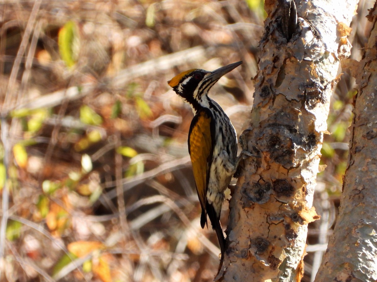 White-naped Woodpecker - ML647227635