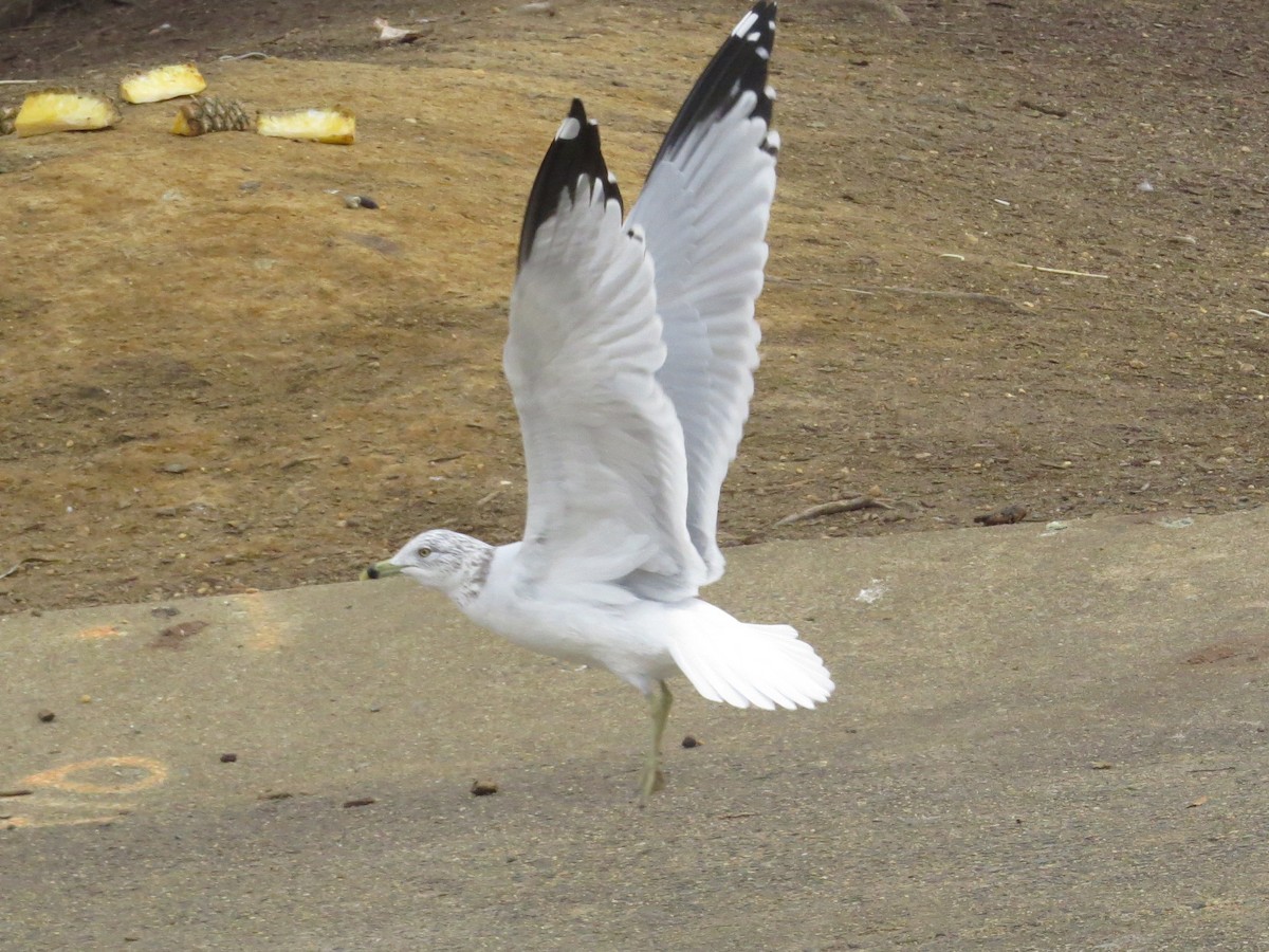 Ring-billed Gull - ML647227636