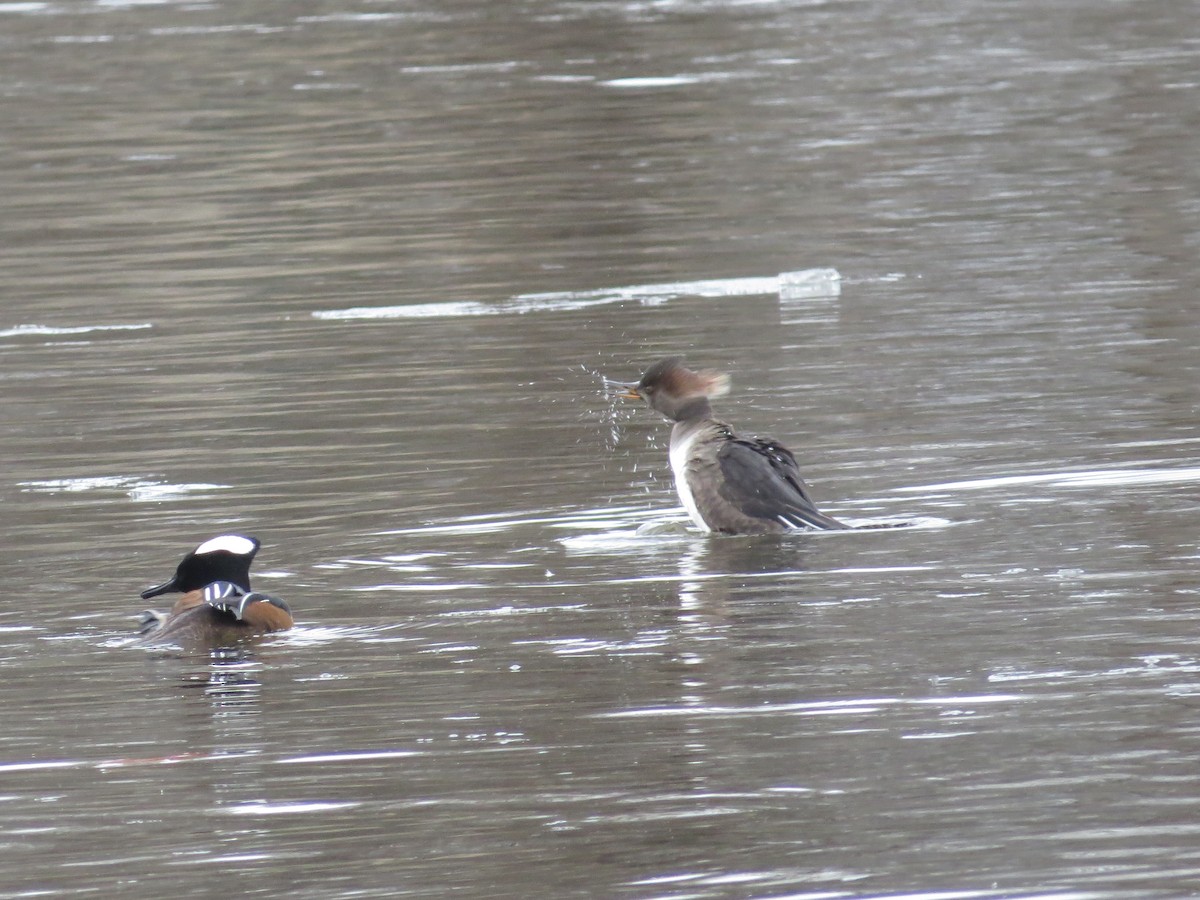 Hooded Merganser - ML647227638