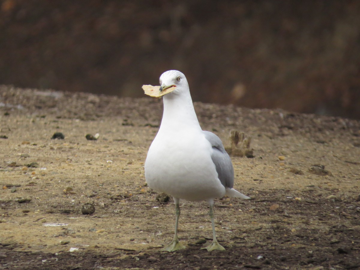 Ring-billed Gull - ML647227639