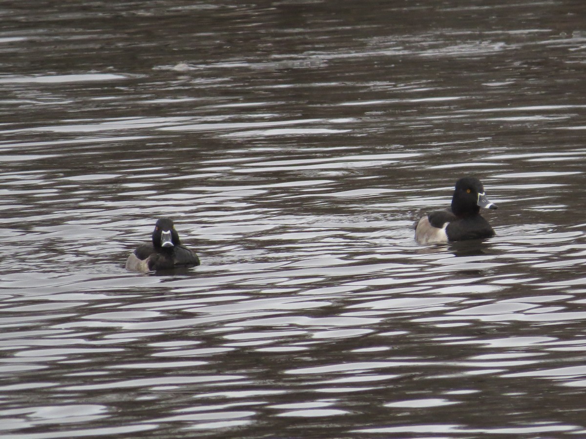 環頸潛鴨 - ML647227640