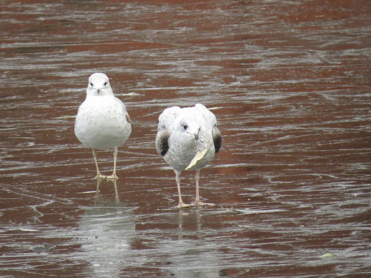 Ring-billed Gull - ML647227641