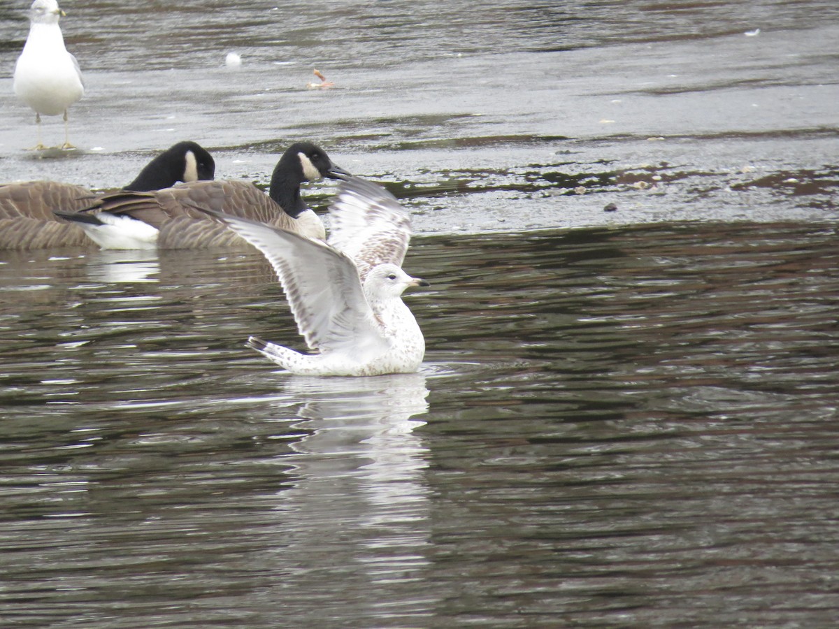 Ring-billed Gull - ML647227642