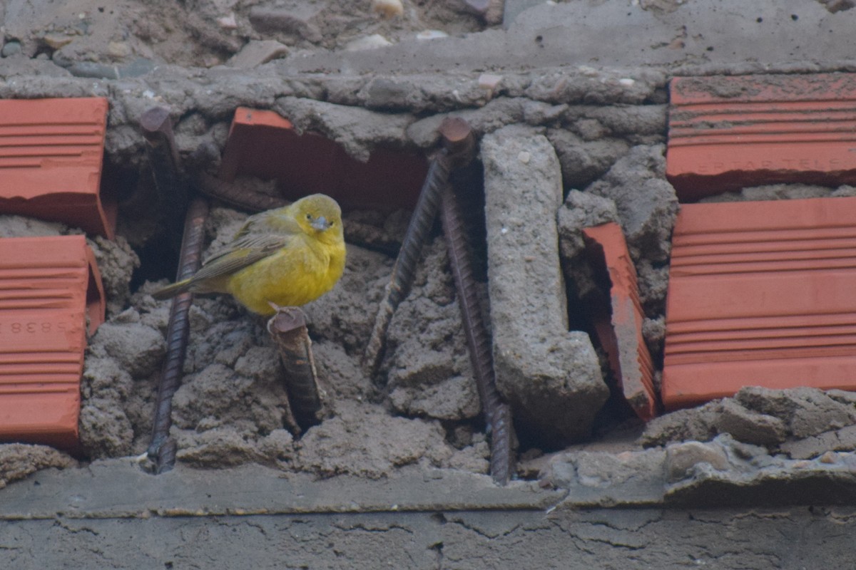 Посвірж оливковий - ML647227650