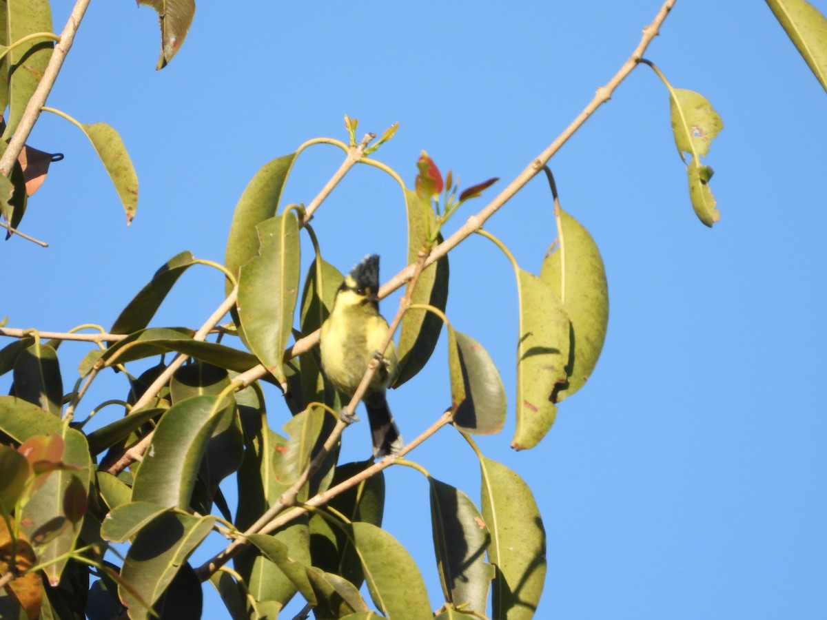 Indian Yellow Tit - ML647227653