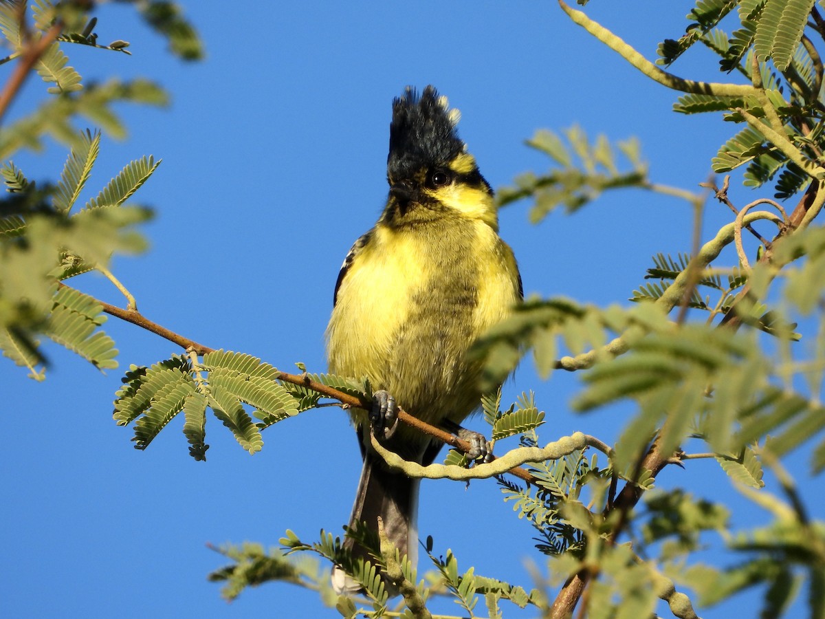 Indian Yellow Tit - ML647227654