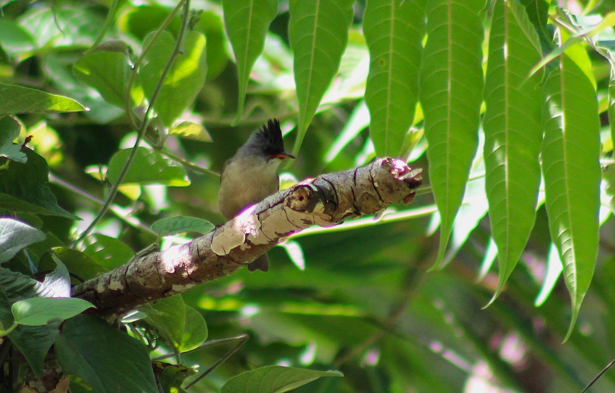 Black-chinned Yuhina - ML647227660