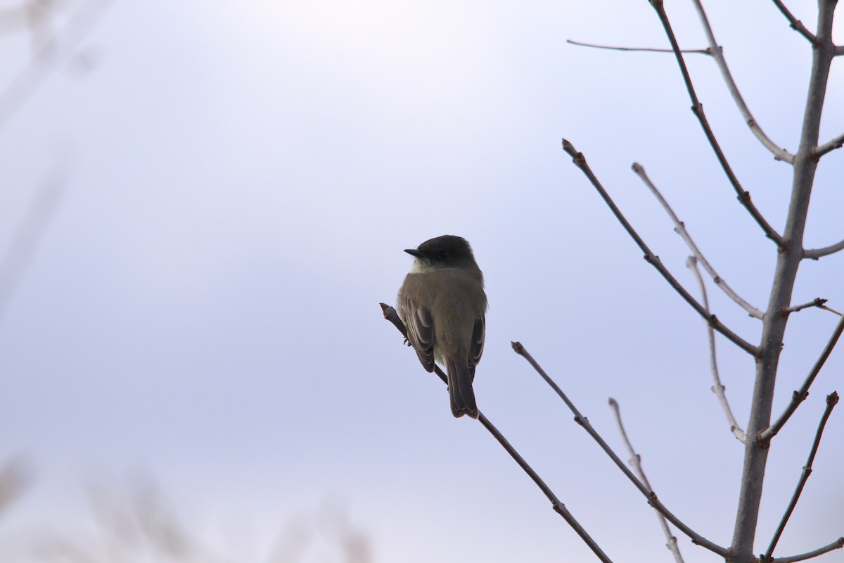 Eastern Phoebe - ML647227663