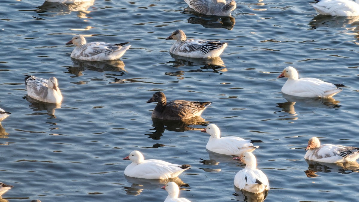 husa sněžní - ML647227674