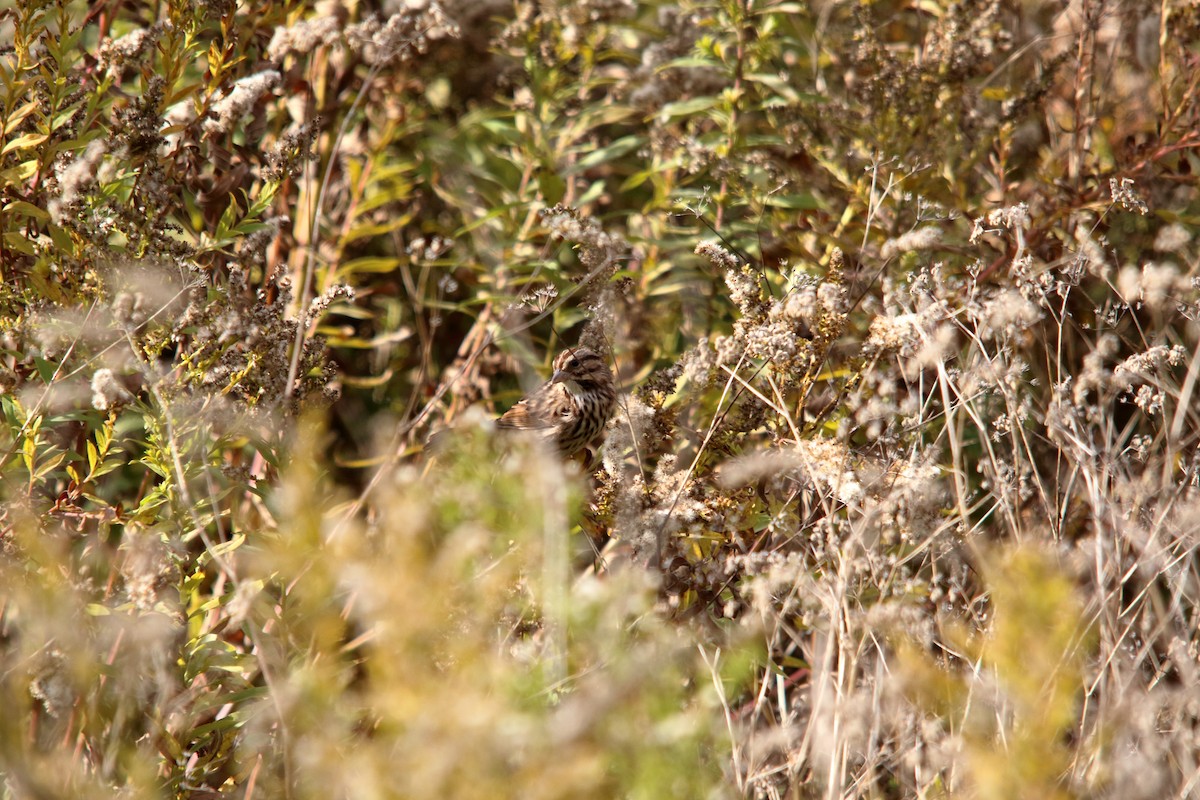 Song Sparrow - ML647227675